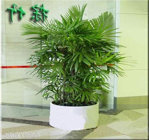 觀音竹 風水